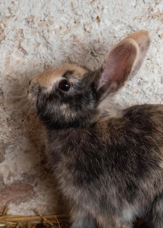 فيلا El Malget توينو المظهر الخارجي الصورة